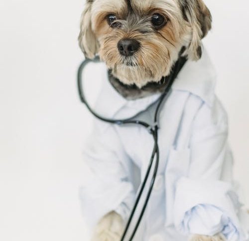 How to Choose the Best Vet for Your Pet | News Anyway